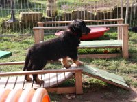 I Wurf vom Tuefelsland 2016 (7)